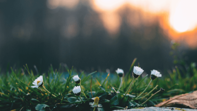 名言を英語で 生き残る種とは 最も強いものではなく 最も知的なものでもない 名言の旅 E J Quotes 日本語と英語で名言 格言 ことわざ巡り