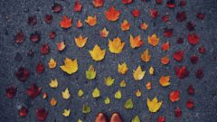 名言を英語で 生き残る種とは 最も強いものではなく 最も知的なものでもない 名言の旅 E J Quotes 日本語と英語で名言 格言 ことわざ巡り